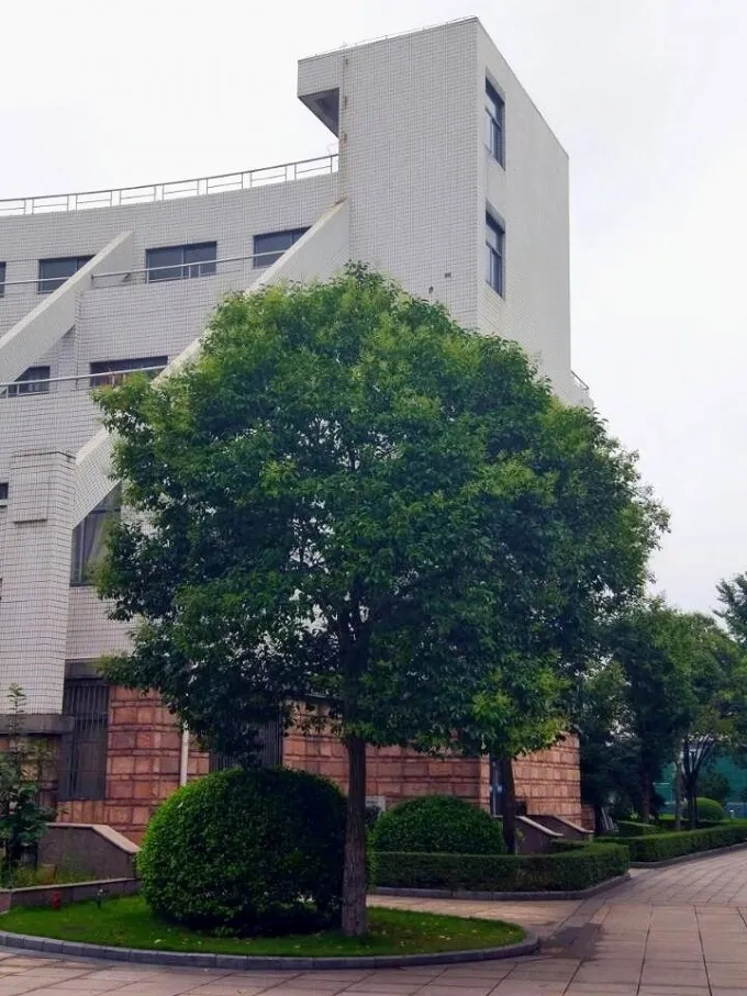 好树